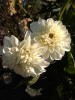 Dahlia White