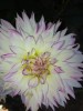 Dahlia ‘Crazy Love’