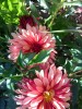 Dahlia 2 tone pink